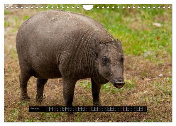 Produktbild: Schweinereien (Wandkalender 2026 DIN A4 quer), CALVENDO Monatskalender