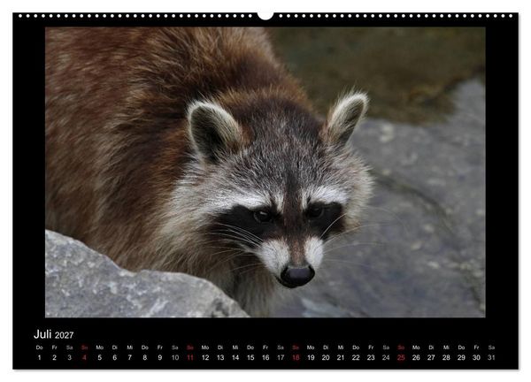 Produktbild: Waschb&auml;ren (hochwertiger Premium Wandkalender 2027 DIN A2 quer), Kunstdruck in Hochglanz