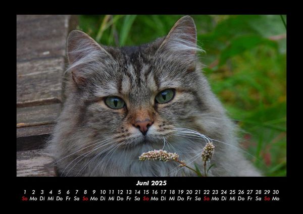 Produktbild: F&uuml;r Katzenfreunde 2025 Fotokalender DIN A3