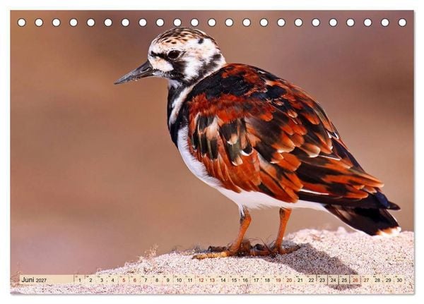 Produktbild: Afrikas Vogelwelt 2027 (Tischkalender 2027 DIN A5 quer), CALVENDO Monatskalender