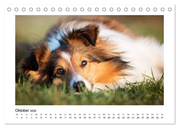 Produktbild: Herzensshelties - Shetland Sheepdogs (Tischkalender 2026 DIN A5 quer), CALVENDO Monatskalender
