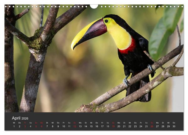 Produktbild: Costa Rica 2026 Exotische Vogelwelt (Wandkalender 2026 DIN A3 quer), CALVENDO Monatskalender