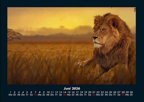 Produktbild: Tierkalender 2026 Fotokalender DIN A4