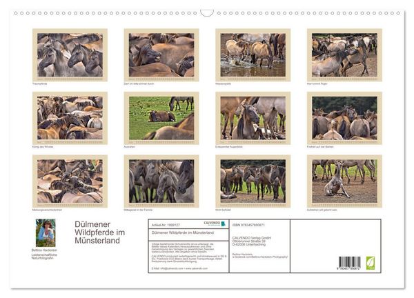 Produktbild: D&uuml;lmener Wildpferde im M&uuml;nsterland (Wandkalender 2026 DIN A2 quer), CALVENDO Monatskalender