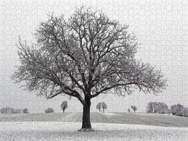 Produktbild: CALVENDO Puzzle Dezember | 1000 Teile Lege-Gr&ouml;&szlig;e 64x48cm Foto-Puzzle f&uuml;r gl&uuml;ckliche Stunden