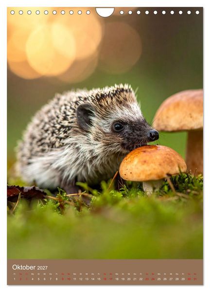 Produktbild: In die Pilze (Wandkalender 2027 DIN A4 hoch), CALVENDO Monatskalender