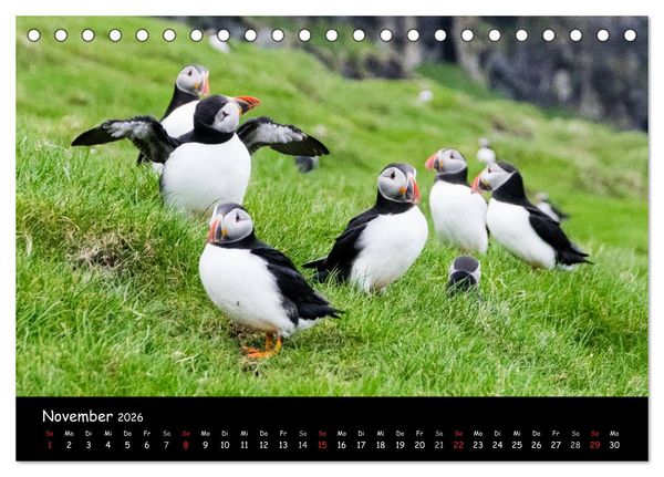 Produktbild: Die Papageientaucher von Mykines (Tischkalender 2026 DIN A5 quer), CALVENDO Monatskalender