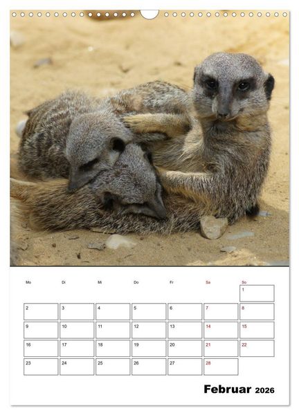 Produktbild: Niedliche Erdm&auml;nnchen (Wandkalender 2026 DIN A3 hoch), CALVENDO Monatskalender