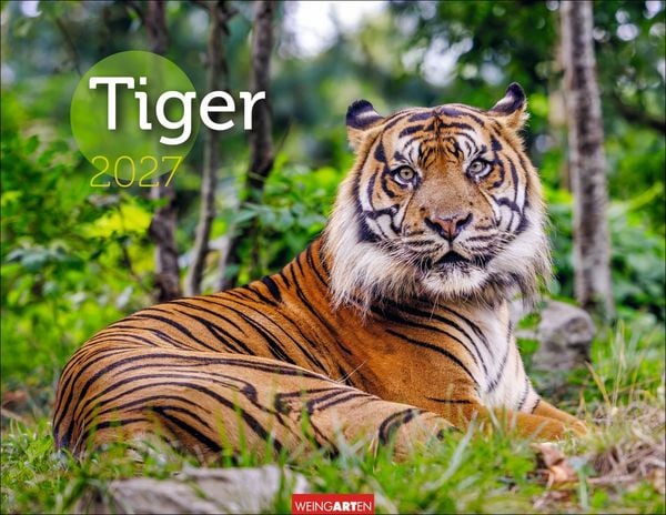 Produktbild: Tiger Kalender 2027