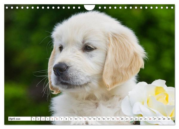 Produktbild: Goldige Herzensbrecher - Golden Retriever Welpen (Wandkalender 2026 DIN A4 quer), CALVENDO Monatskalender