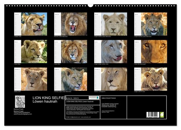 Produktbild: LION KING SELFIES L&ouml;wen hautnah (Wandkalender 2026 DIN A2 quer), CALVENDO Monatskalender