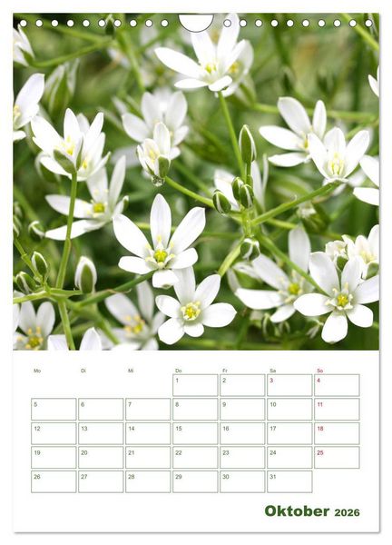 Produktbild: Wei&szlig;e Bl&uuml;ten im Gr&uuml;nen (Wandkalender 2026 DIN A4 hoch), CALVENDO Monatskalender
