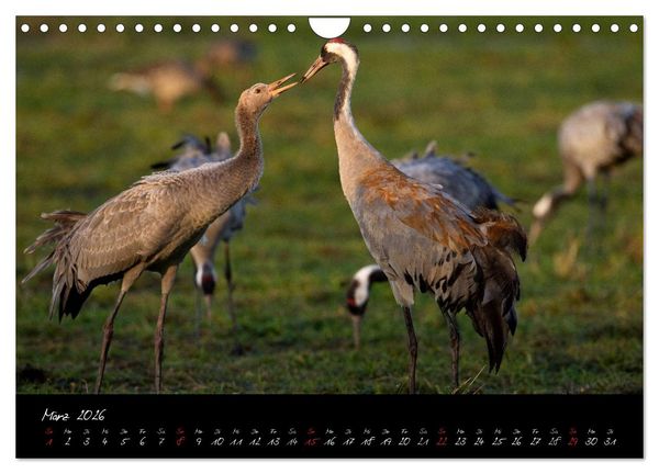 Produktbild: Kraniche - V&ouml;gel des Gl&uuml;cks (Wandkalender 2026 DIN A4 quer), CALVENDO Monatskalender