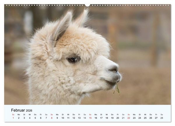 Produktbild: Die Kameliden. H&uuml;bsche Kamele, Lamas und Alpakas (hochwertiger Premium Wandkalender 2026 DIN A2 quer), Kunstdruck in Hochglanz