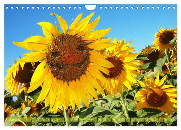 Produktbild: Sonnenblumenwelt (Wandkalender 2026 DIN A4 quer), CALVENDO Monatskalender