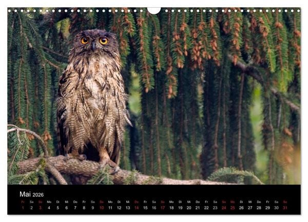 Produktbild: Uhu - K&ouml;nig der Nacht (Wandkalender 2026 DIN A3 quer), CALVENDO Monatskalender