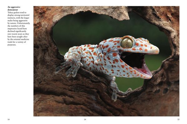Produktbild: Crocodiles, Alligators & Lizards