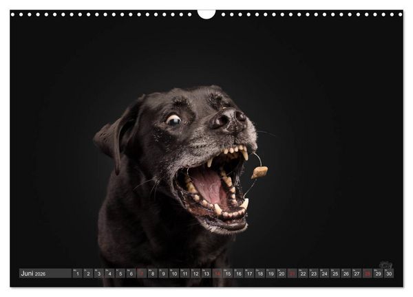 Produktbild: Fang das Leckerlie (Wandkalender 2026 DIN A3 quer), CALVENDO Monatskalender