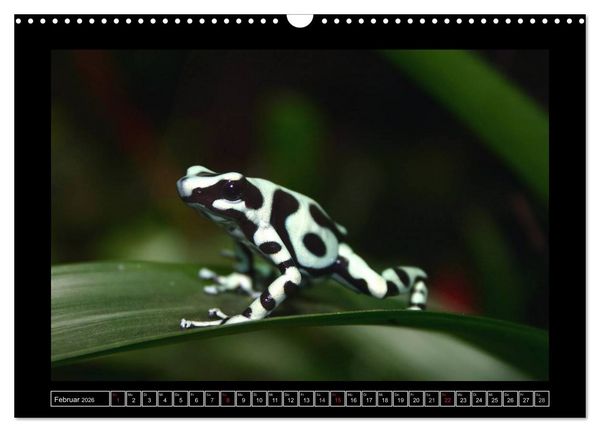 Produktbild: Fr&ouml;sche und Kr&ouml;ten (Wandkalender 2026 DIN A3 quer), CALVENDO Monatskalender