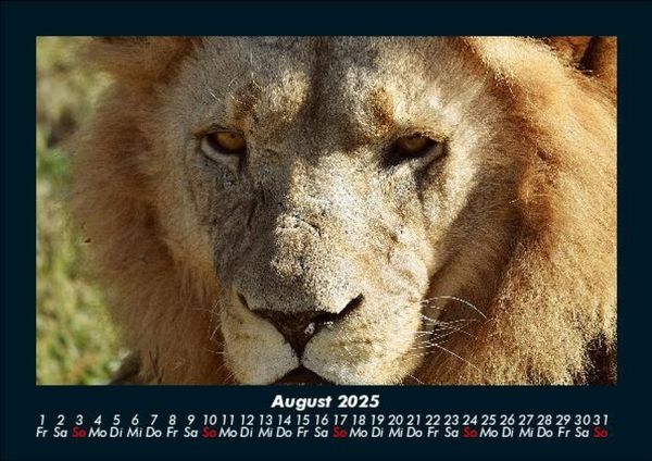 Produktbild: L&ouml;wen in der Wildnis 2025 Fotokalender DIN A5