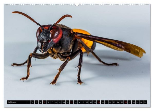 Produktbild: Insekten &bull; Bizarre Naturwunder (Wandkalender 2026 DIN A2 quer), CALVENDO Monatskalender