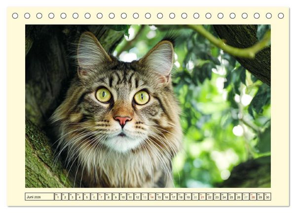 Produktbild: Main-Coon-Katzen. Die imposanten Waldkatzen im Garten (Tischkalender 2026 DIN A5 quer), CALVENDO Monatskalender