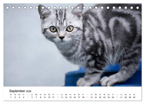 Produktbild: Briten B&auml;rchen &ndash; Britsch Kurzhaar 2026 (Tischkalender 2026 DIN A5 quer), CALVENDO Monatskalender