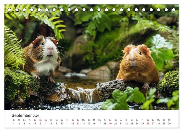 Produktbild: Wuschelbande - Ein Jahr voller Meerschweinchen (Tischkalender 2026 DIN A5 quer), CALVENDO Monatskalender