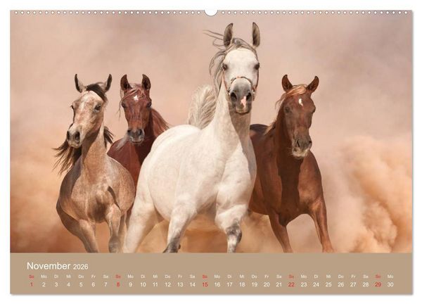 Produktbild: Pferde &bull; Araber im W&uuml;stensand (Wandkalender 2026 DIN A2 quer), CALVENDO Monatskalender