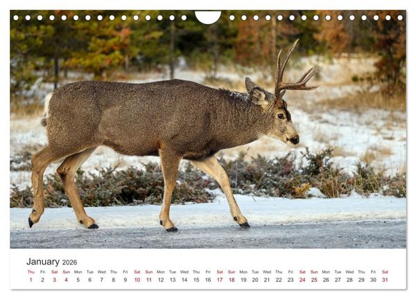 Produktbild: Wild Canada (Wall Calendar 2026 DIN A4 landscape), CALVENDO 12 Month Wall Calendar
