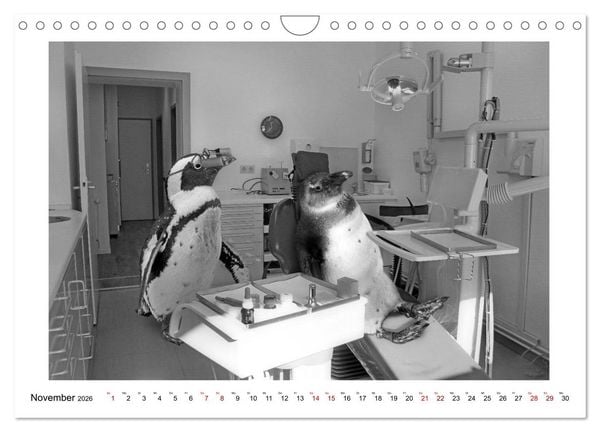 Produktbild: Pinguine privat (Wandkalender 2026 DIN A4 quer), CALVENDO Monatskalender