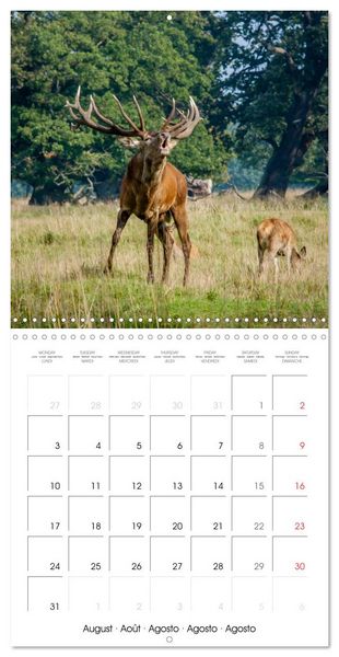 Produktbild: Aux bois des cerfs (Calendrier mural carr&eacute; 2026 30x30 cm) Calendrier double avec une page pour vos prises de notes