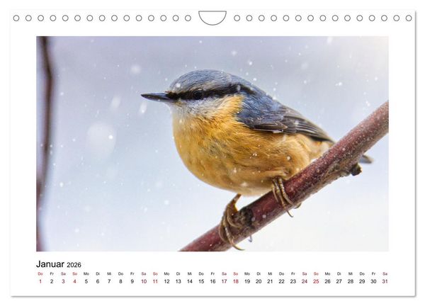 Produktbild: Flinke Kleiber (Wandkalender 2026 DIN A4 quer), CALVENDO Monatskalender
