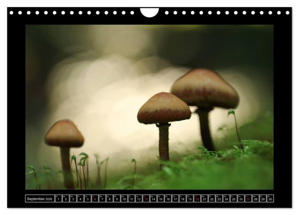 Produktbild: Der Reichswald bei Kleve (Wandkalender 2026 DIN A4 quer), CALVENDO Monatskalender