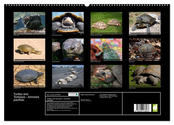 Produktbild: Turtles and Tortoises - Armored pacifists (High Quality Premium Wall Calendar 2026 DIN A2 landscape),CALVENDO 12 Month Wall Calendar