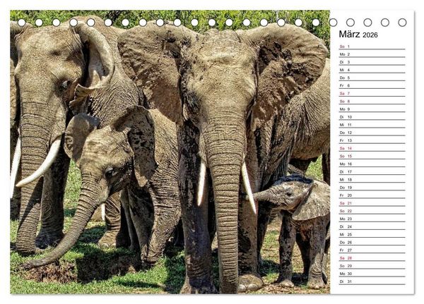 Produktbild: Elefanten . Wildlife in Kenia (Tischkalender 2026 DIN A5 quer), CALVENDO Monatskalender
