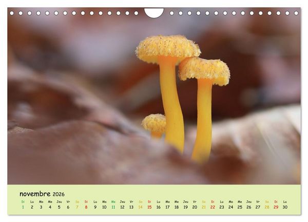 Produktbild: Champignons tout en couleurs (Calendrier mural 2026 DIN A4 vertical), CALVENDO calendrier mensuel