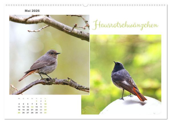 Produktbild: Vogel-P&auml;rchen (Wandkalender 2026 DIN A2 quer), CALVENDO Monatskalender