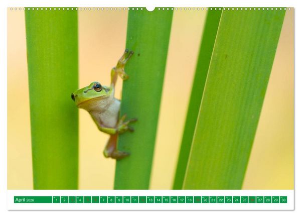 Produktbild: Farbige Fr&ouml;sche (hochwertiger Premium Wandkalender 2026 DIN A2 quer), Kunstdruck in Hochglanz