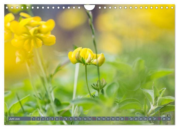 Produktbild: Die Natur hautnah (Wandkalender 2026 DIN A4 quer), CALVENDO Monatskalender