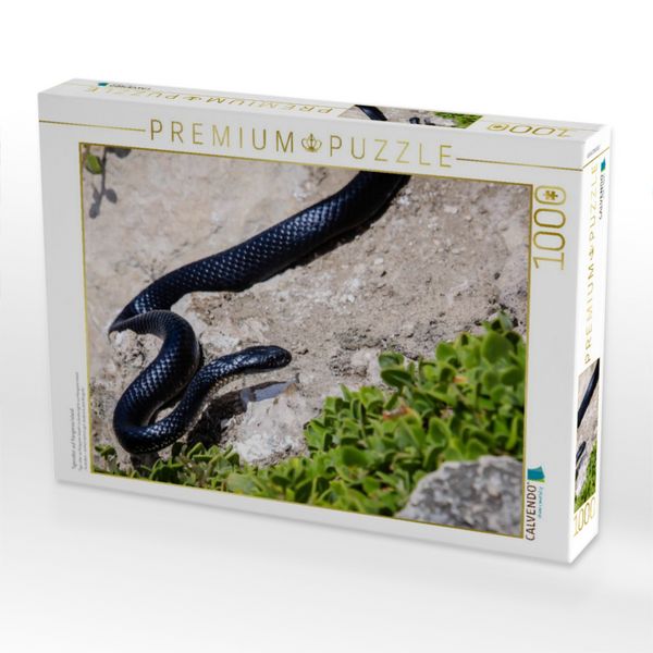 Produktbild: CALVENDO Puzzle Tigerotter auf Kangaroo Island | 1000 Teile Lege-Gr&ouml;&szlig;e 64x48cm Foto-Puzzle f&uuml;r gl&uuml;ckliche Stunden
