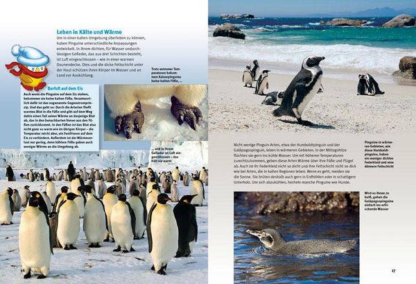 Produktbild: Entdecke die Pinguine