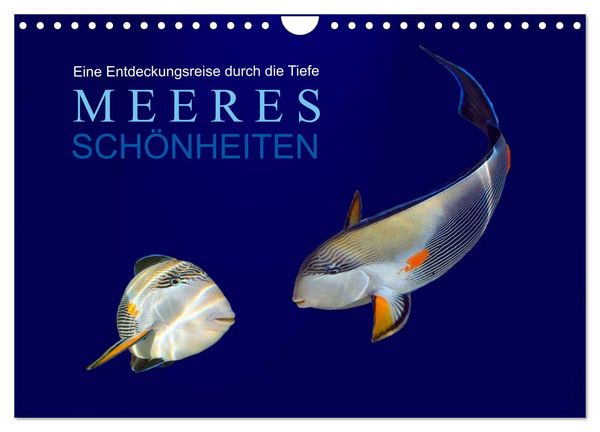 Produktbild: Meeres Sch&ouml;nheiten (Wandkalender 2026 DIN A4 quer), CALVENDO Monatskalender