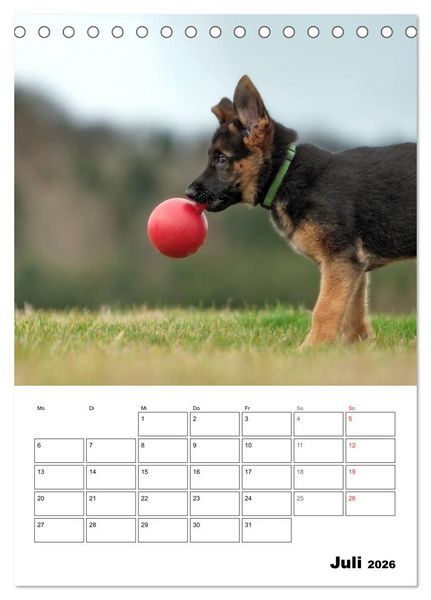 Produktbild: Deutsche Sch&auml;ferhundwelpen zum Verlieben (Tischkalender 2026 DIN A5 hoch), CALVENDO Monatskalender