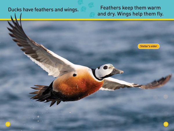 Produktbild: Ducks (National Geographic Kids Readers, Pre-Reader)