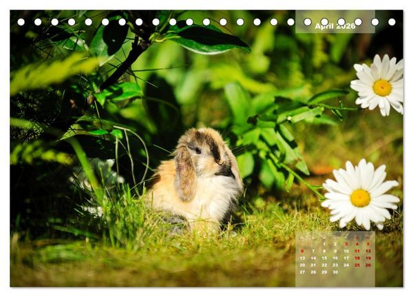 Produktbild: Kaninchen klein und putzig (Tischkalender 2026 DIN A5 quer), CALVENDO Monatskalender