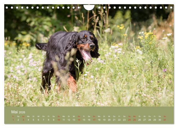 Produktbild: Setter - Geliebter Freund und Jagdkamerad (Wandkalender 2026 DIN A4 quer), CALVENDO Monatskalender