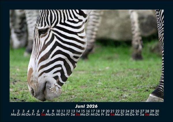 Produktbild: Zebrazauber 2026 Fotokalender DIN A5