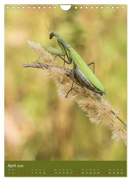 Produktbild: Die Gottesanbeterin. R&auml;uber der Insektenwelt. (Wandkalender 2026 DIN A4 hoch), CALVENDO Monatskalender