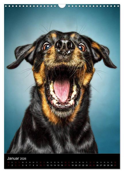 Produktbild: Funny Faces - Lustige Hundebilder (Wandkalender 2026 DIN A3 hoch), CALVENDO Monatskalender